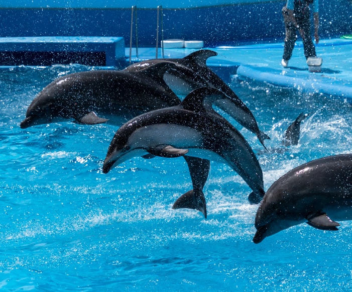 新潟の魅力を楽しむ