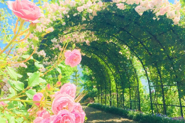 みつけイングリッシュガーデン